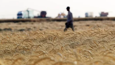 تكلفة زراعة فدان القمح 2026