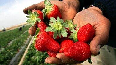تكلفة زراعة فدان الفراولة