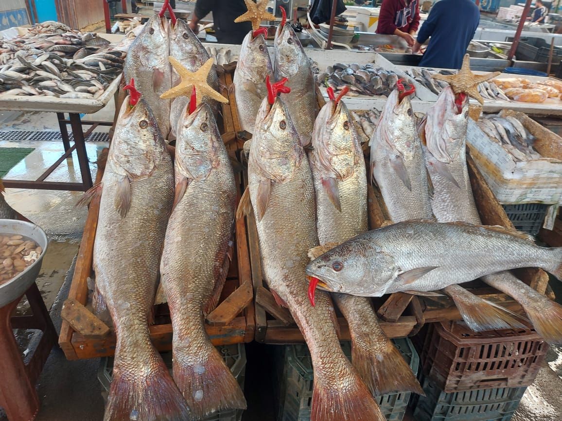 الفرق بين سمك اللوت والقاروص