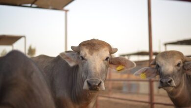 الفرق بين الجاموس المصري والايطالي
