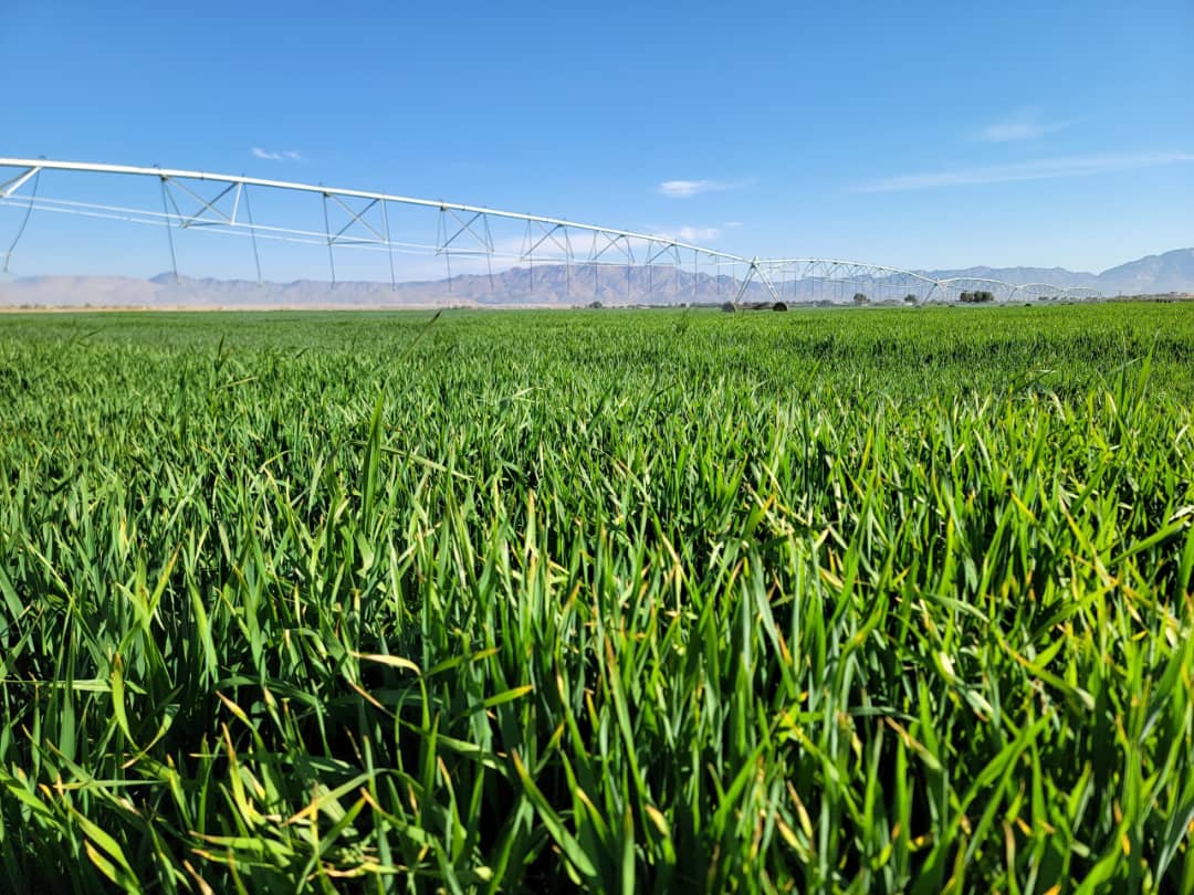 علاج اصفرار القمح