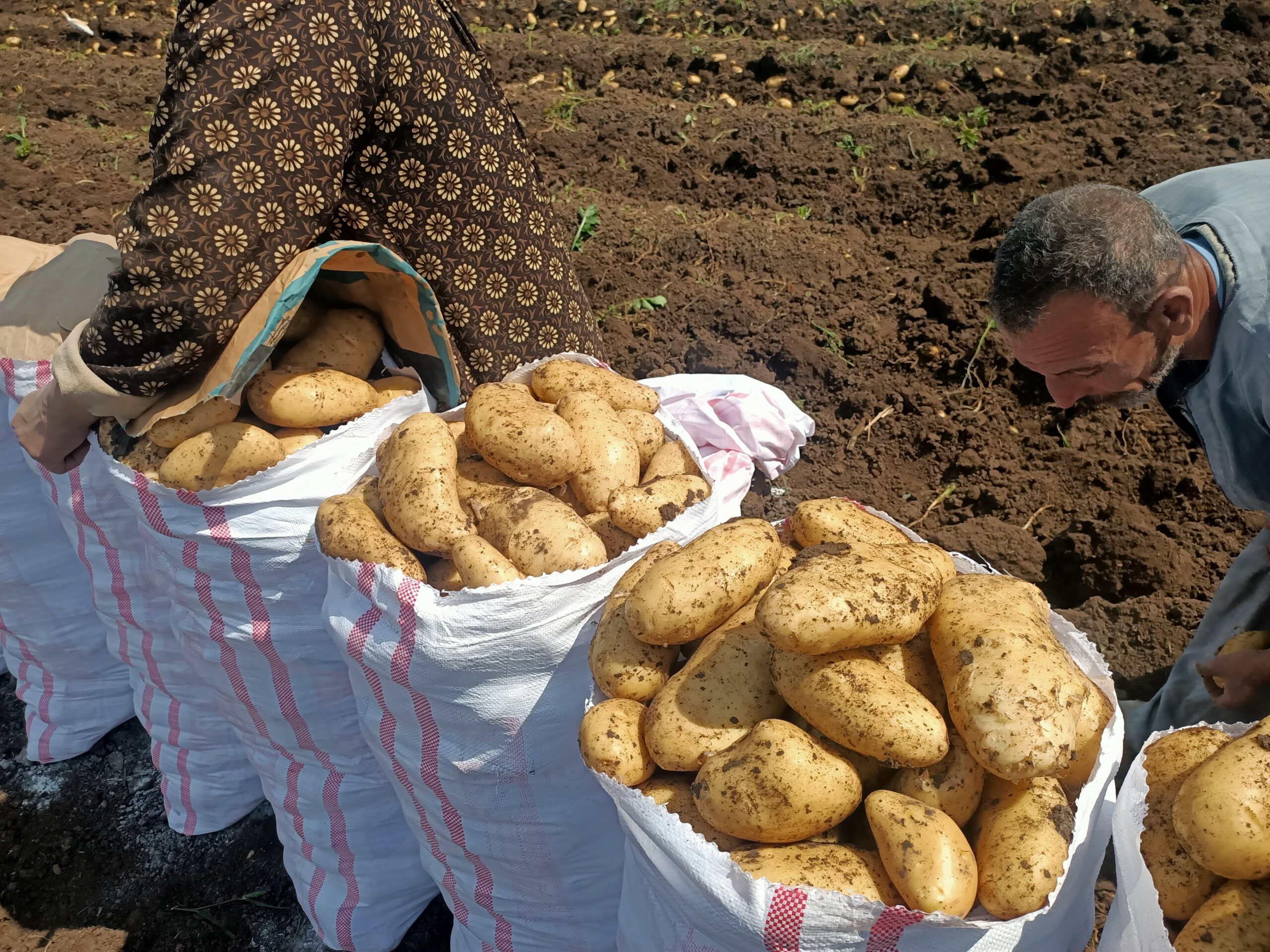 أرباح فدان البطاطس