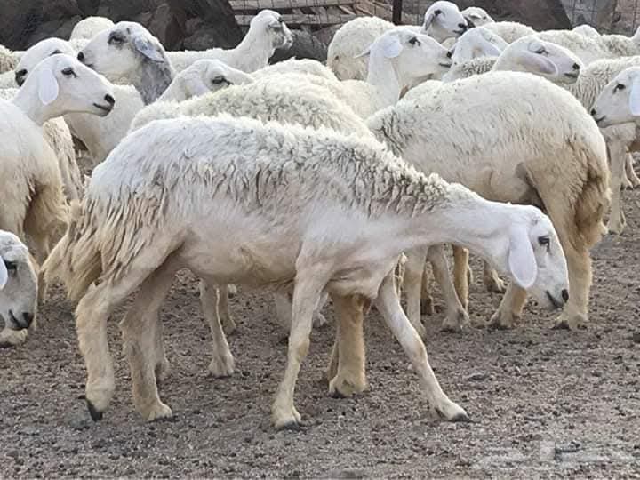 مميزات الغنم الحرية