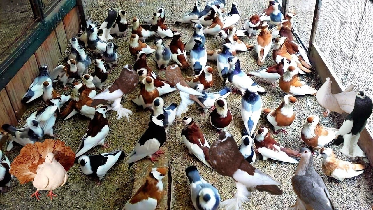 ما هو أغلى نوع حمام في العالم؟