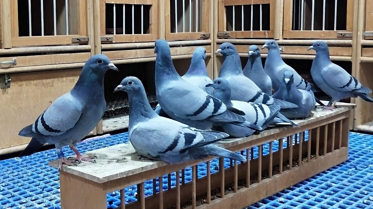 أنواع الحمام الزاجل الأصيل