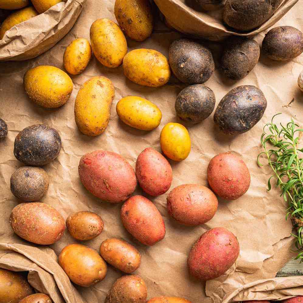 أصناف البطاطس للتصدير