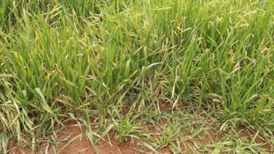 أسباب اصفرار القمح