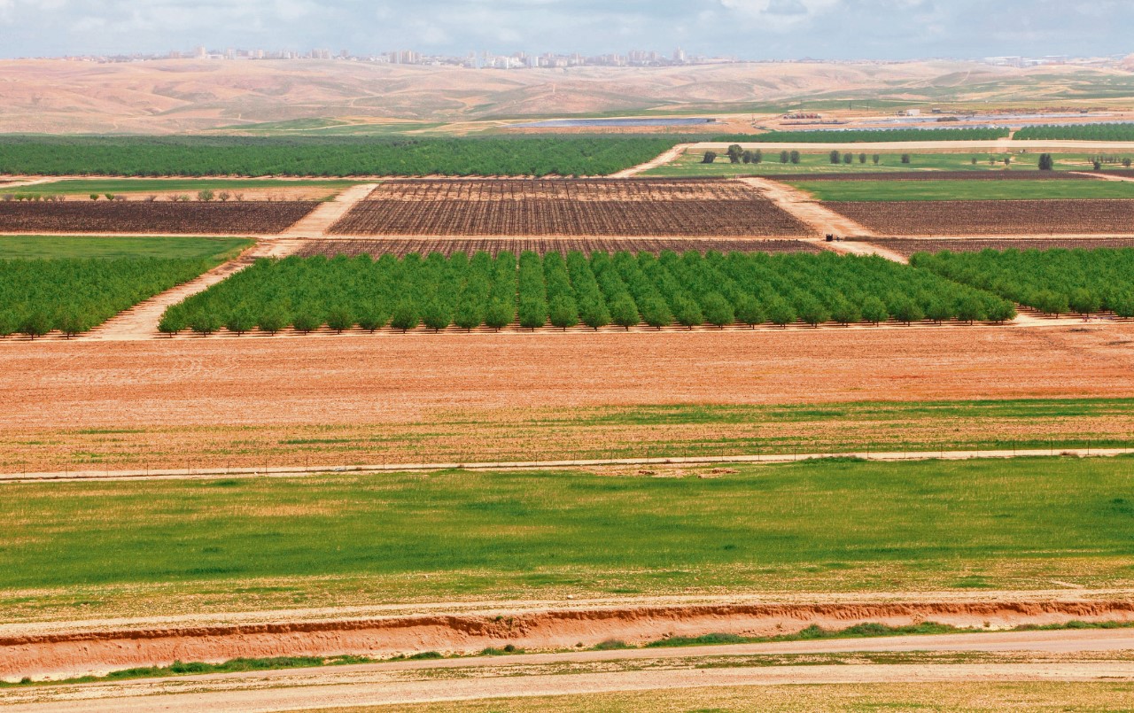 زراعة القمح بالتسطير