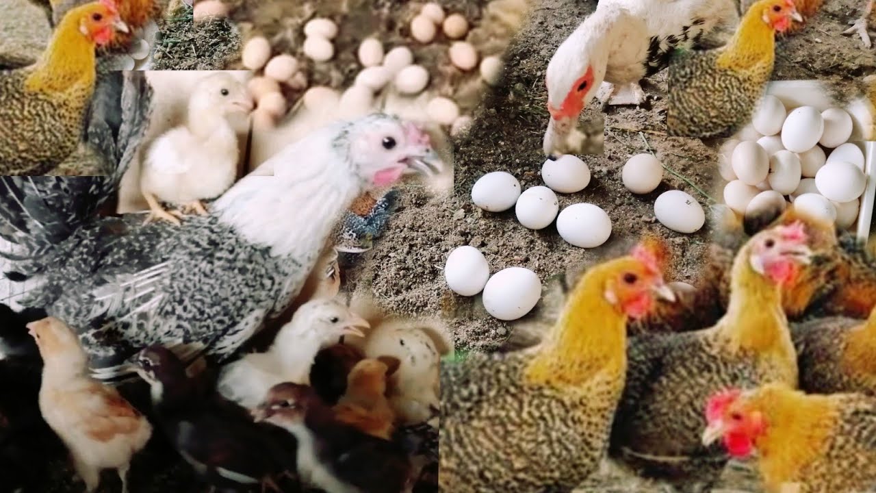 انواع الدجاج البلدي بالصور