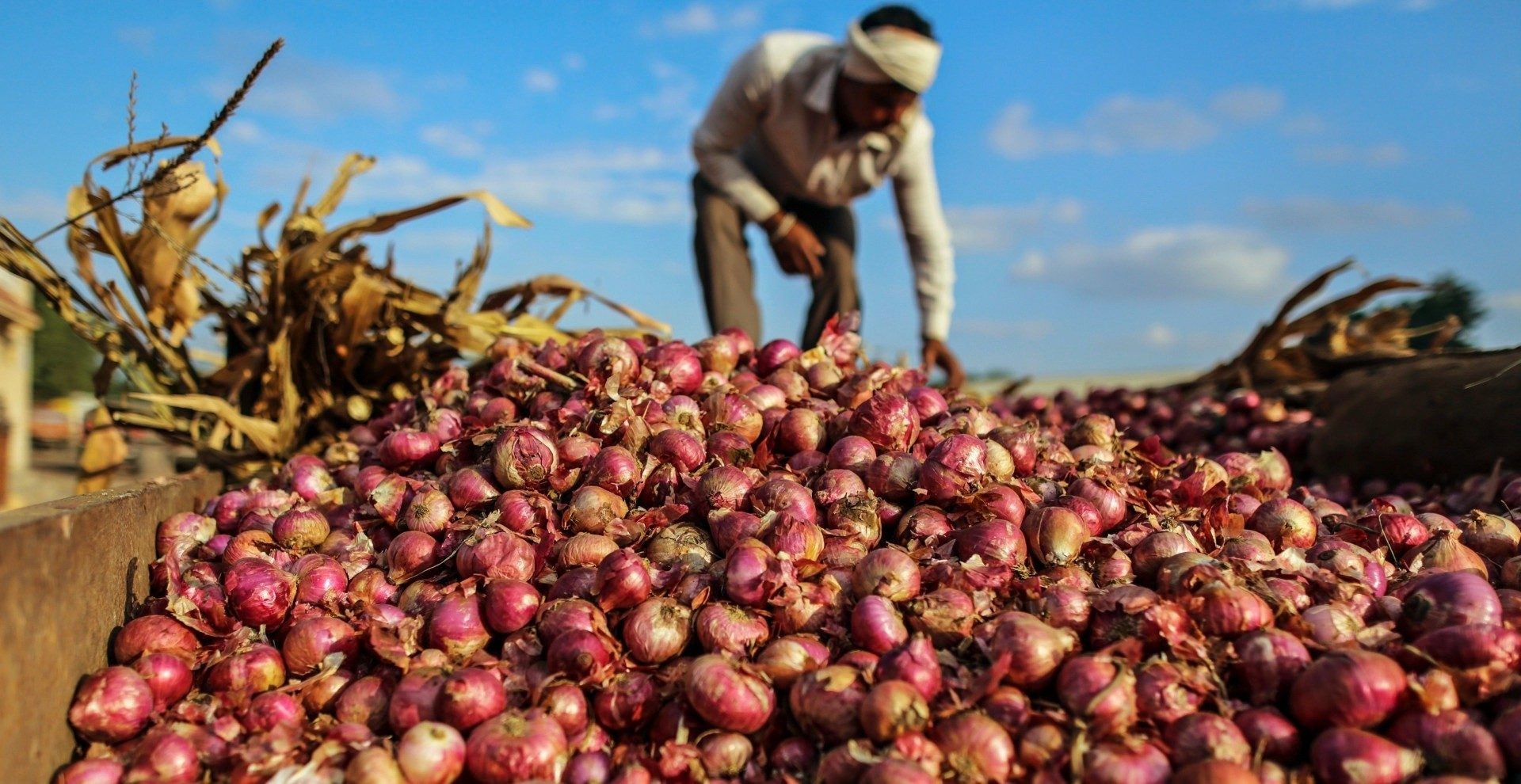 إنتاجية فدان البصل