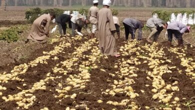 إنتاجية فدان البطاطس