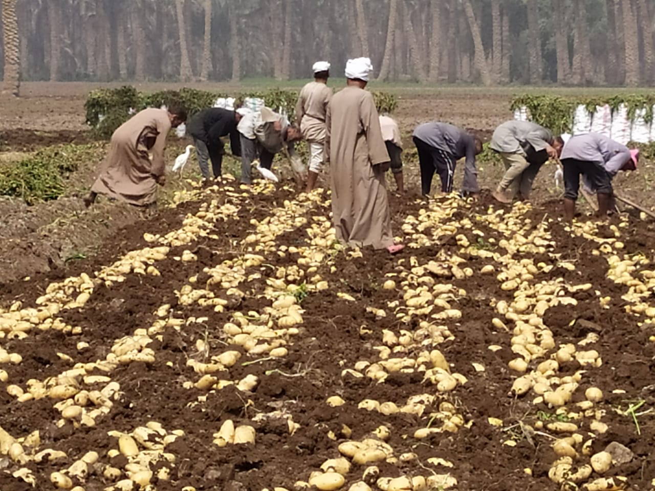 إنتاجية فدان البطاطس