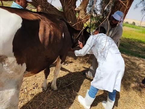 فوائد التلقيح الصناعي في الأبقار