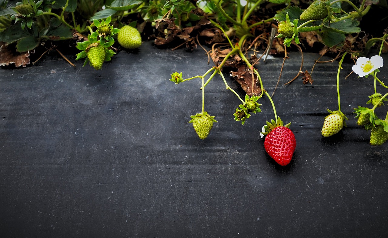 تعفن جذور الفراولة