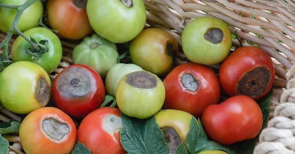 عفن الطرف الزهري في الطماطم