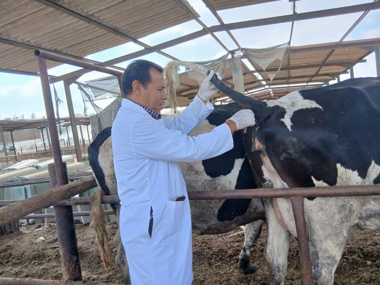 مكافحة مرضي البروسيلا والسل البقري