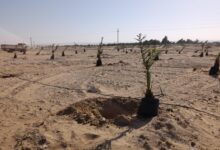 المساحة المزروعة فعليًا نحو 34 فدانًا من أشجار النخيل والمانجو