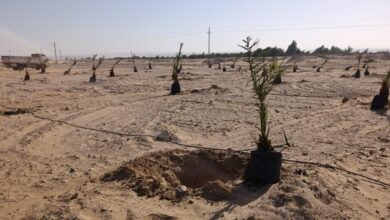 المساحة المزروعة فعليًا نحو 34 فدانًا من أشجار النخيل والمانجو