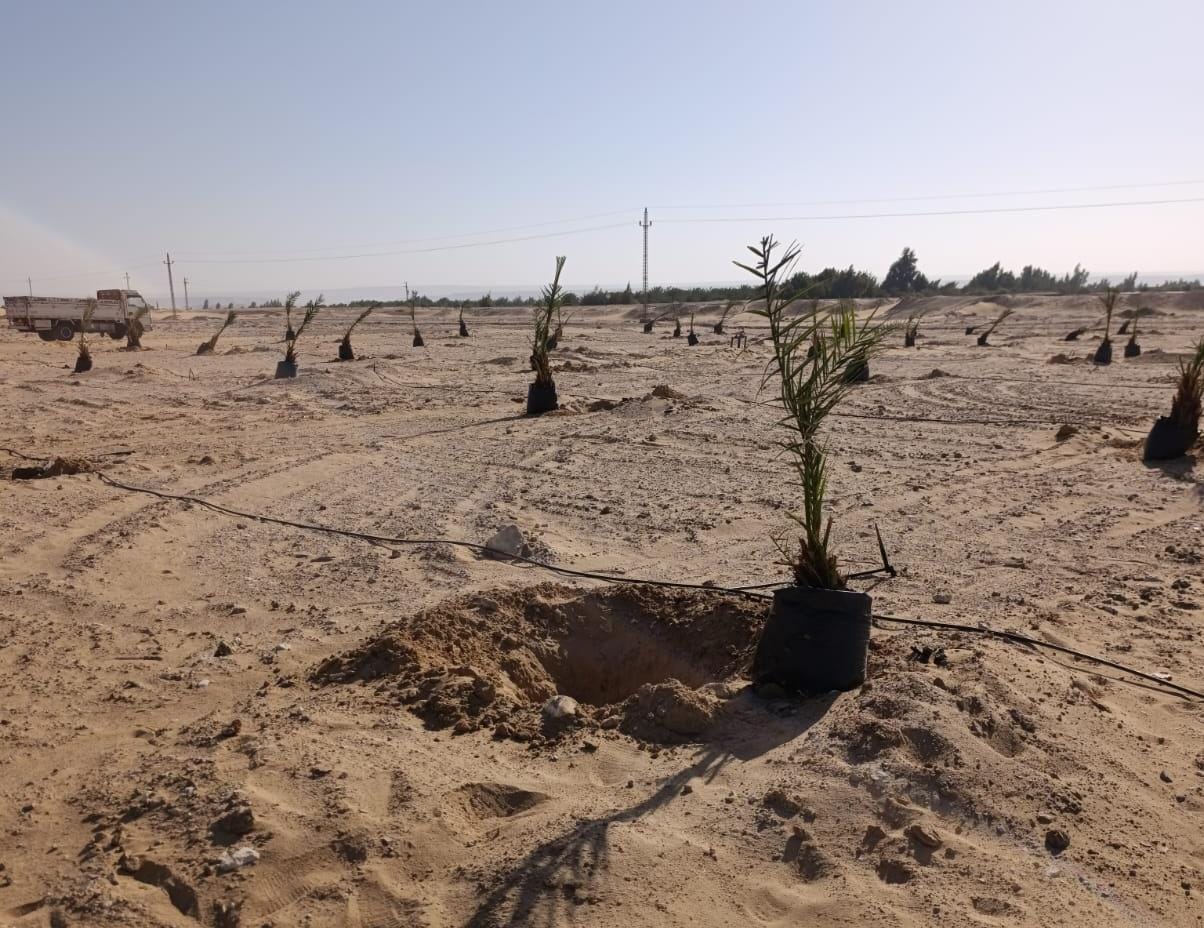 المساحة المزروعة فعليًا نحو 34 فدانًا من أشجار النخيل والمانجو