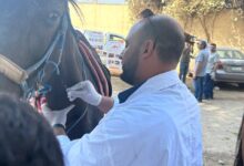 ترقيم وتسجيل الخيول بمنطقة الأهرامات